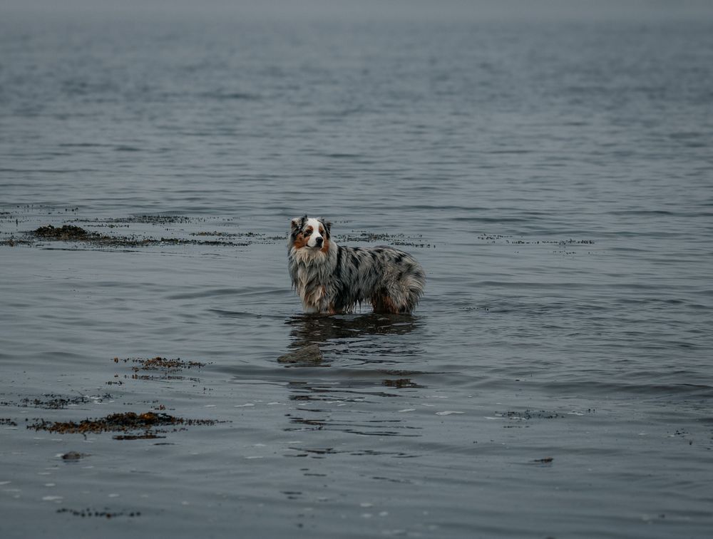Two dogs playing and swimming in the ocean water on a cloudy day.