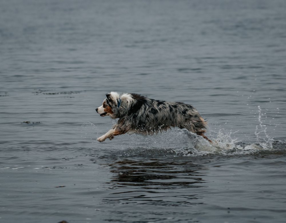 Dogs splashing and swimming together in gray ocean waters.