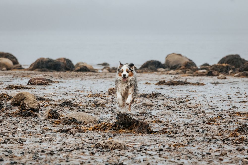Dogs exploring a rocky beach shoreline with seaweed and stones.