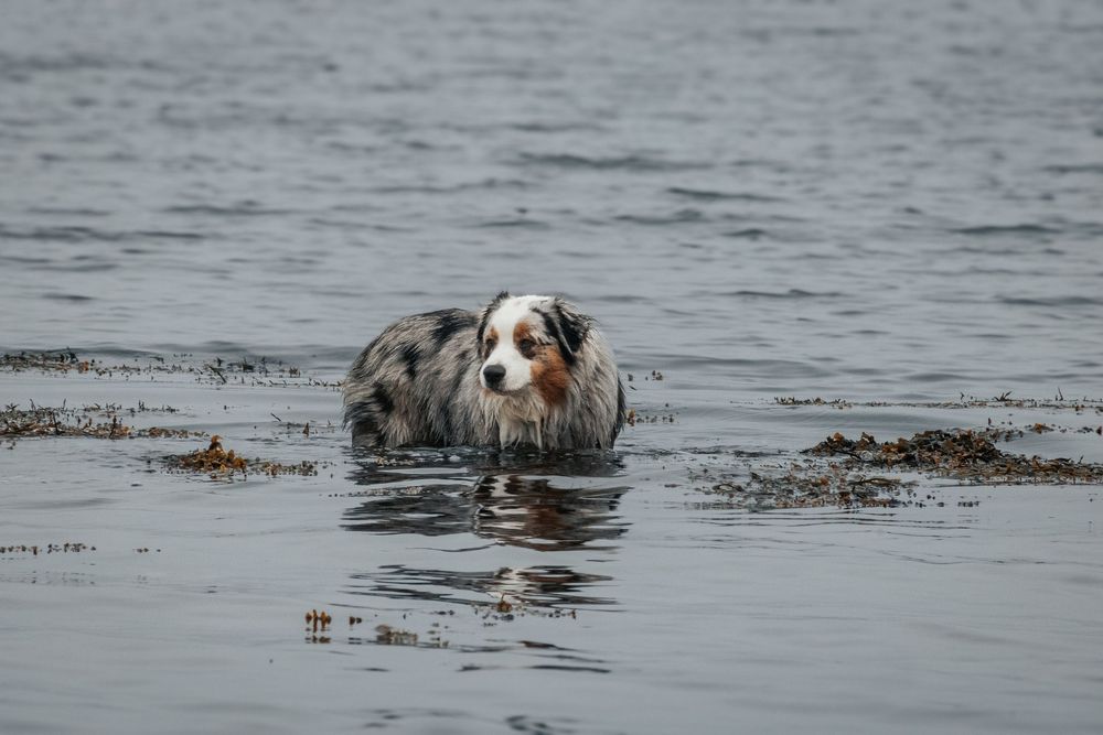 Dogs wading through shallow coastal waters near a rocky shore.