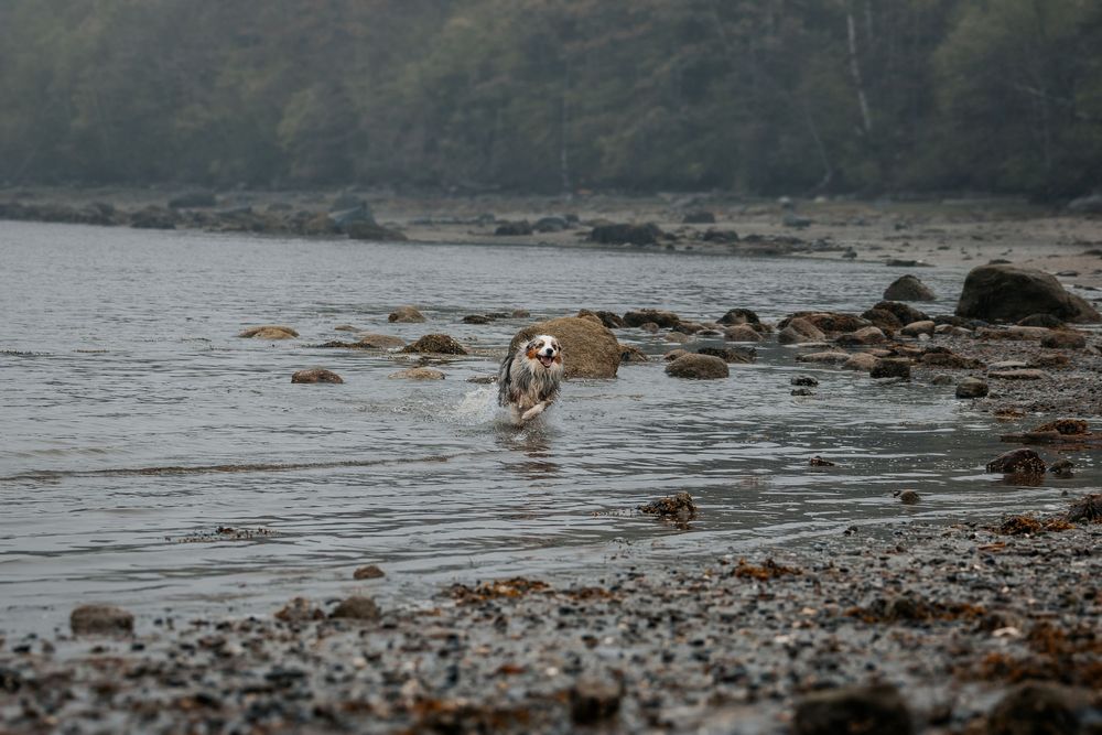 Dogs playing along a misty Pacific Northwest coastline with rocks and seaweed.