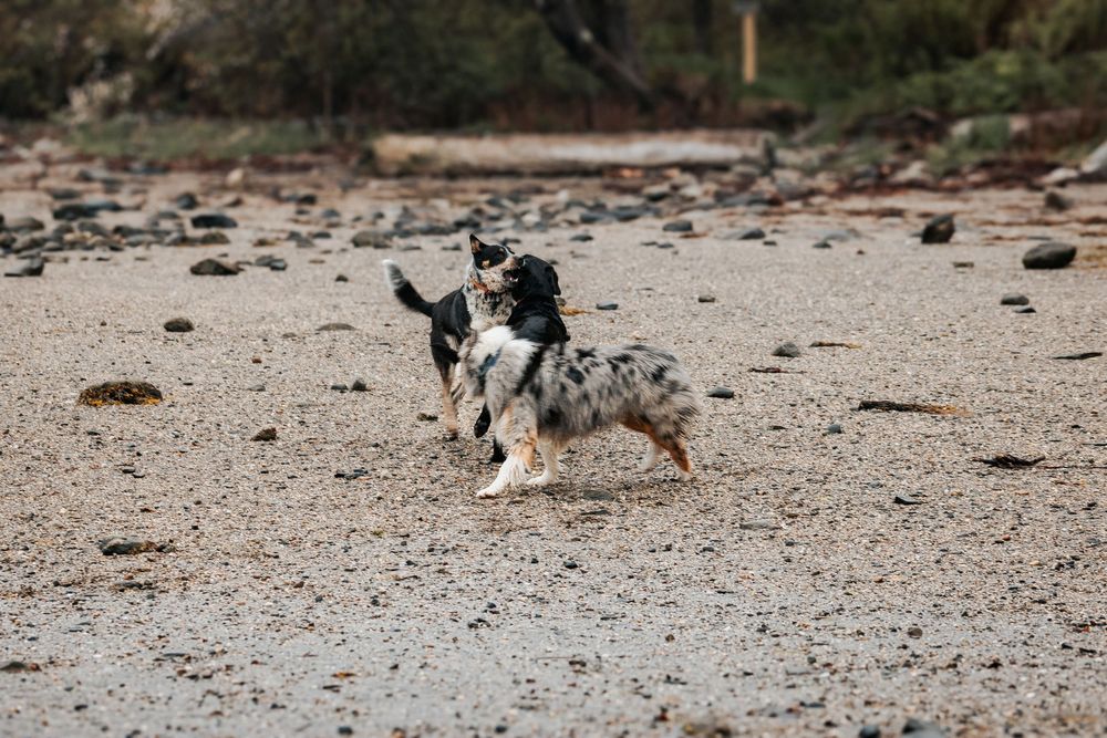 Dogs running and playing on a pebbly beach near the water's edge.