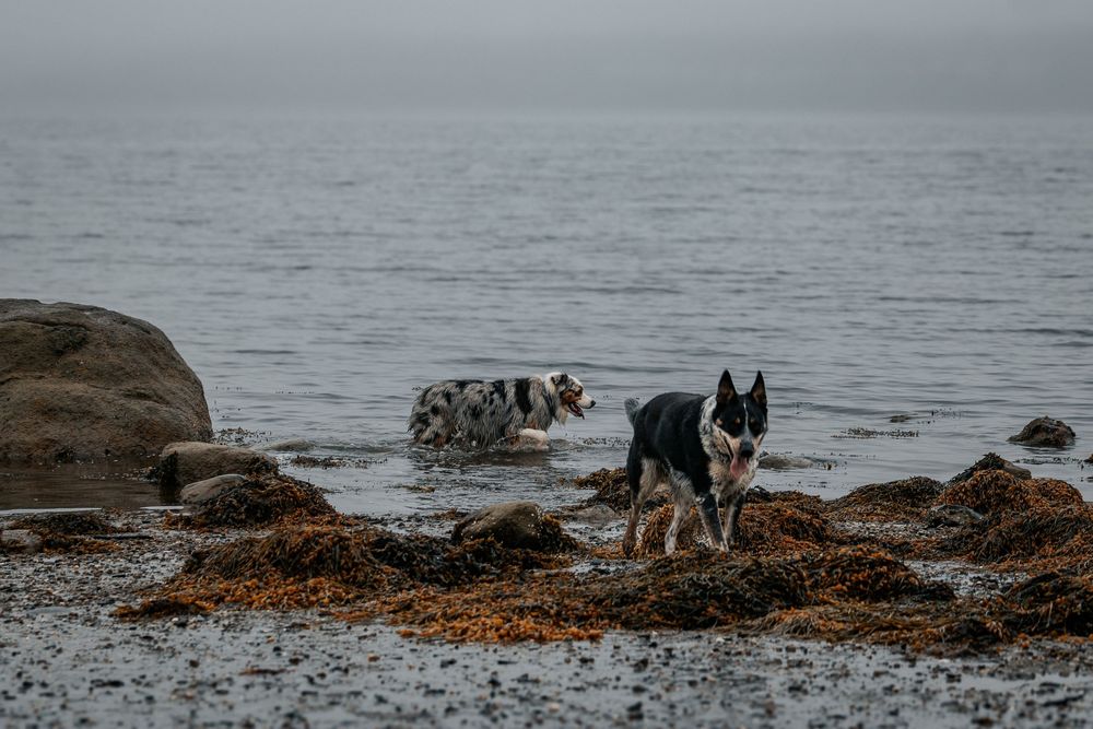 Group of dogs exploring a rocky seashore with seaweed during low tide.
