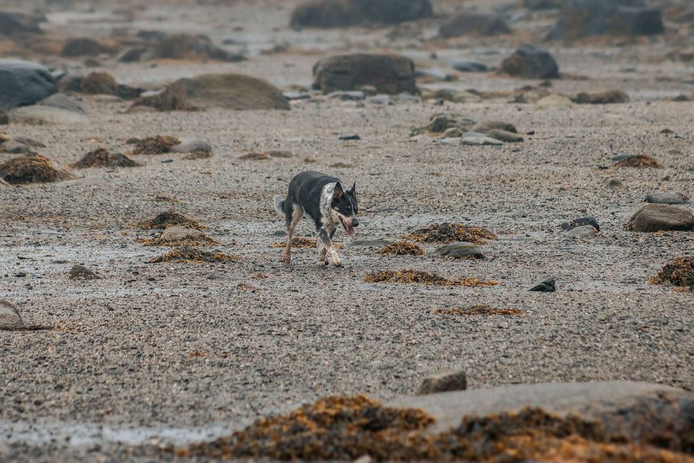 Dogs investigating the sandy and rocky shoreline during a beach outing.