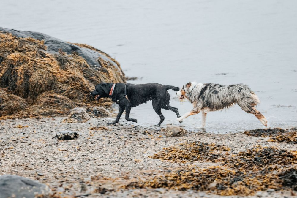Dogs playing and interacting on a rocky beach during low tide.