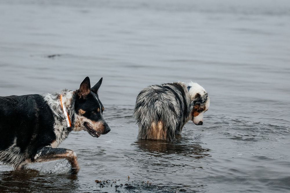 Australian Cattle Dogs play and swim together in a lake on a sunny day.