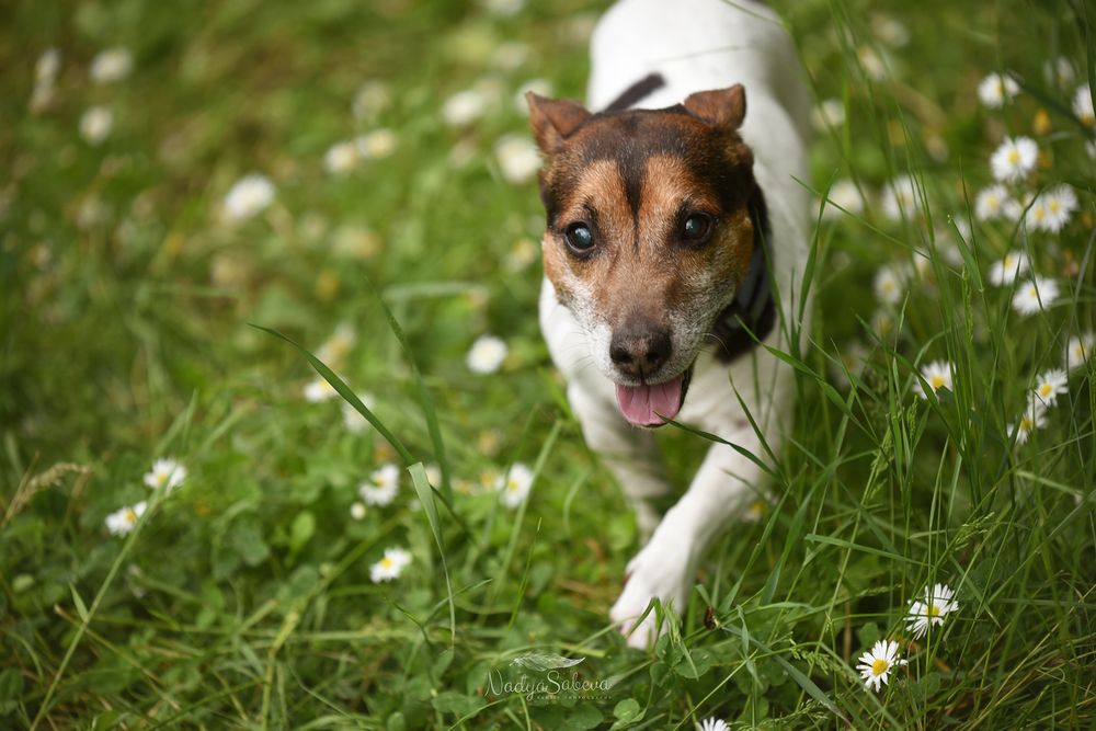 Jack Russell terrier running through a green meadow filled with white daisies on a sunny day.