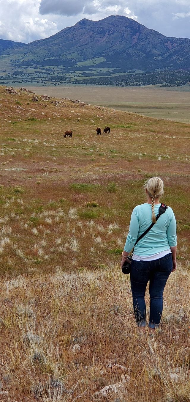 Photographer watches wild horses grazing on a mountainside meadow with dramatic peaks in the background.