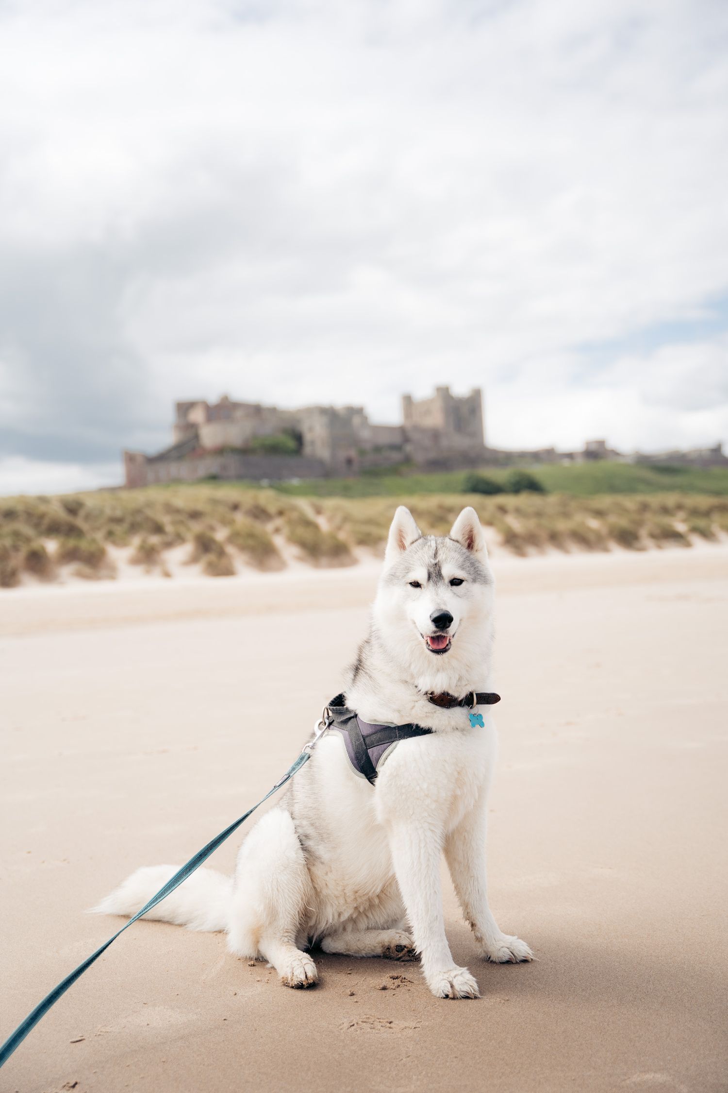 chien sur la plage devant chateau de bamburgh en angleterre