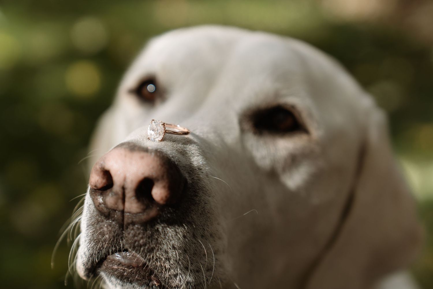 Close up portrait view of a yellow Labrador retriever's nose and mouth against a blurred green background.
