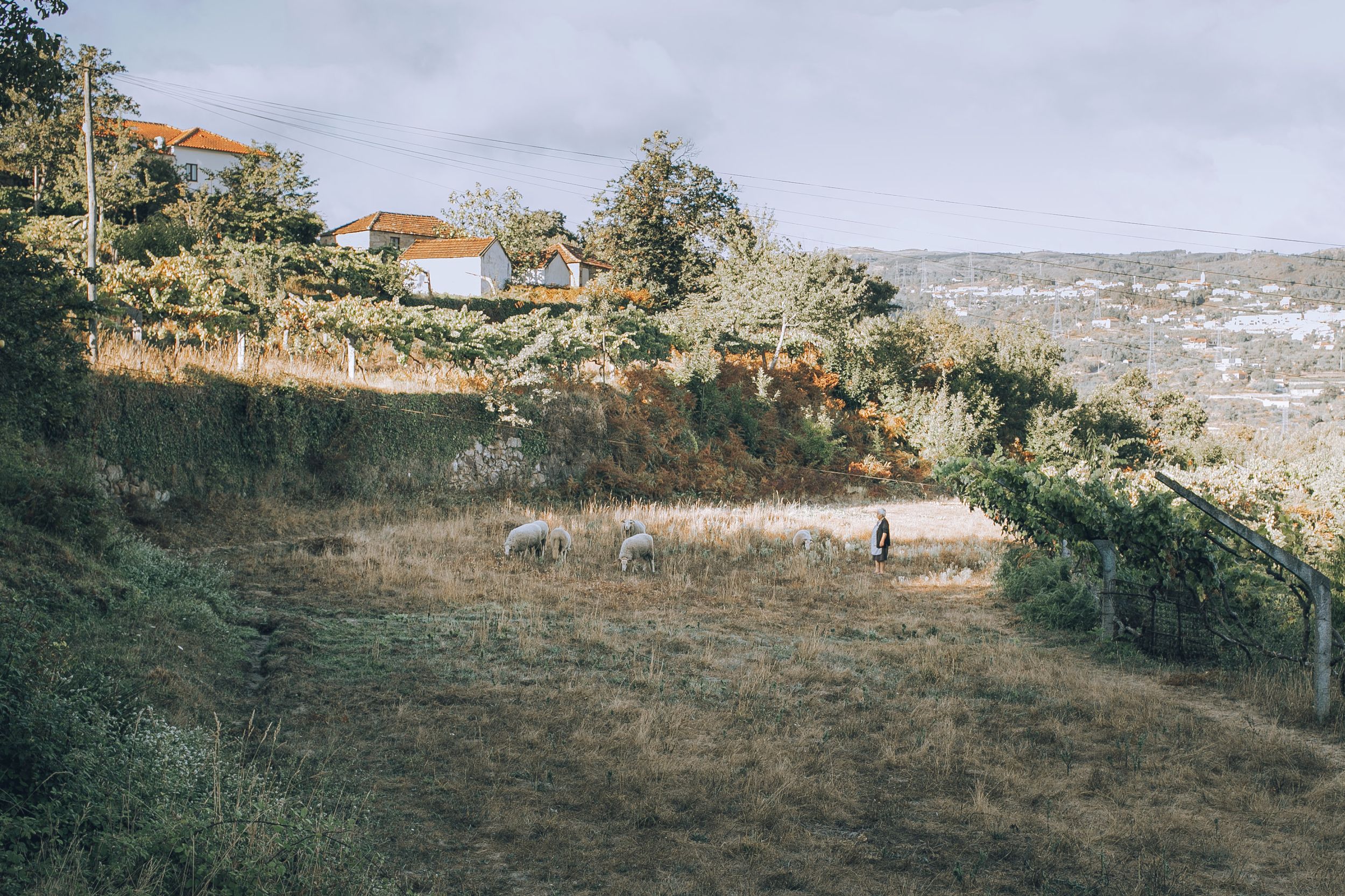 A hillside landscape with buildings on a slope overlooking distant terrain in muted vintage tones.