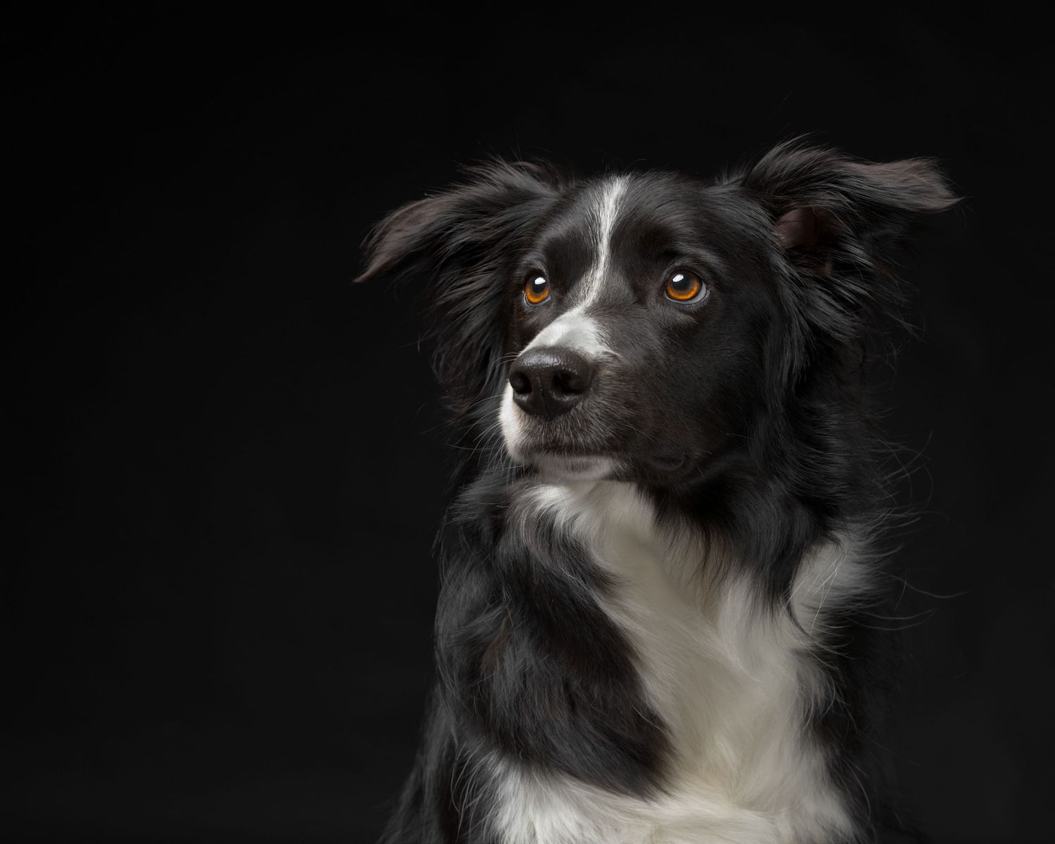 Dog Portraits Fine Art Prints Photography Packages Outdoor Photography Sessions Wales Photographer Bespoke Photography