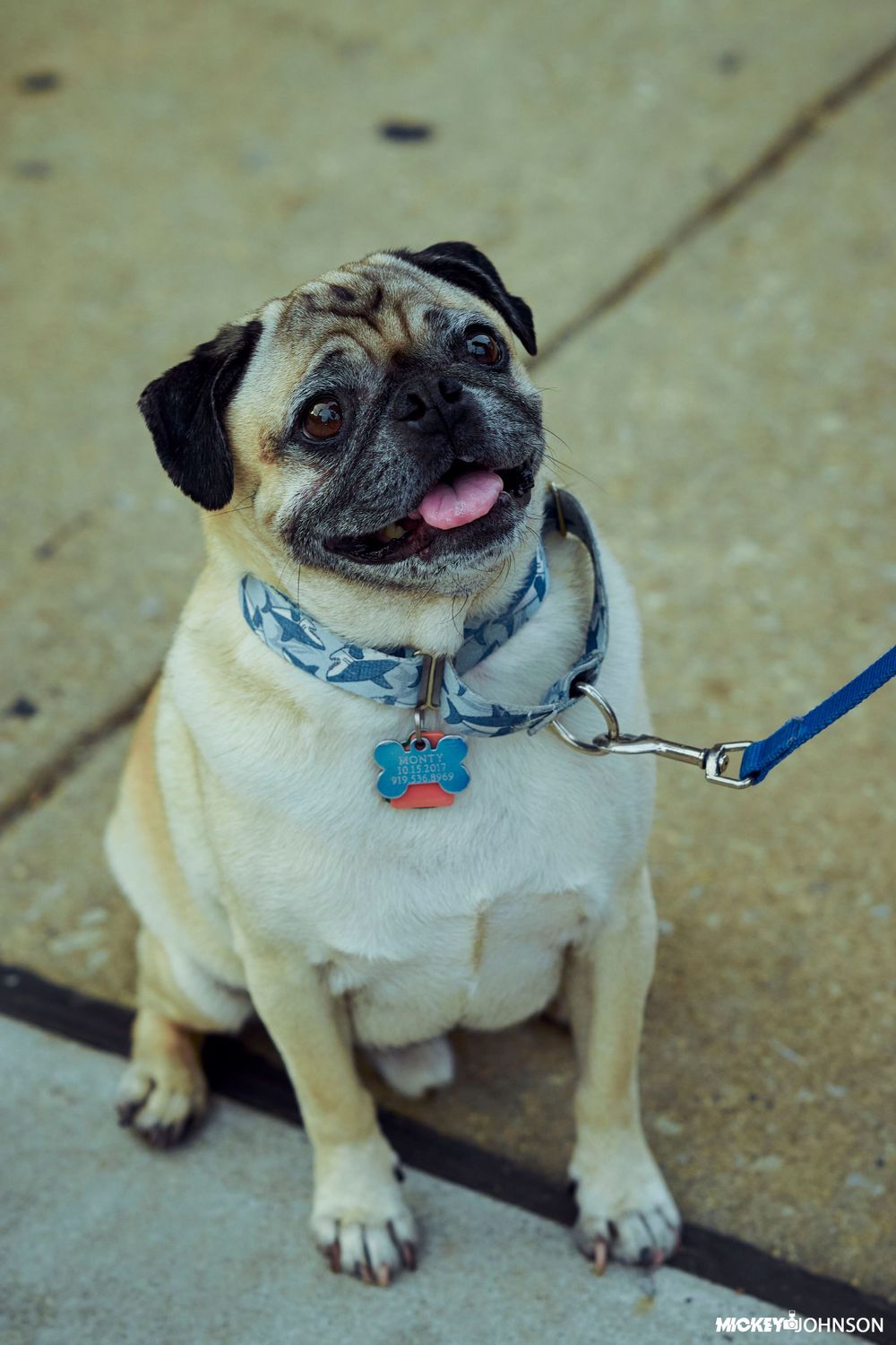 Cute pug dog sitting on concrete sidewalk with blue leash.