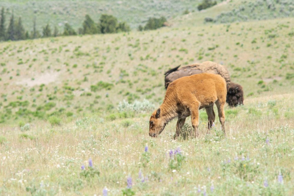 Young bison calf grazing in wildflower-filled mountain meadow.