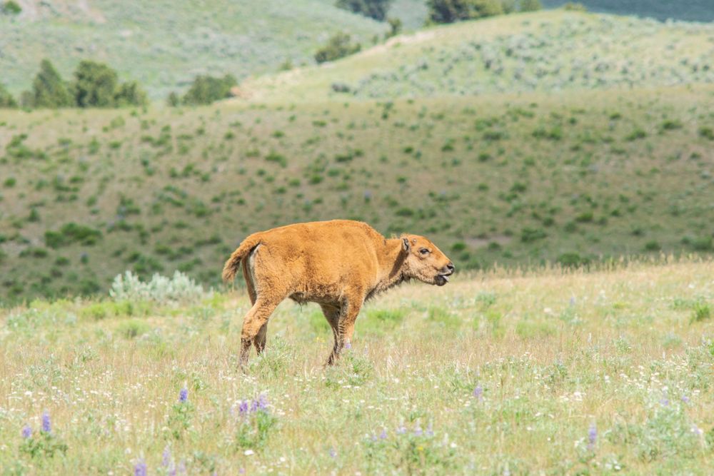 Baby bison standing in a grassy mountain meadow with wildflowers.