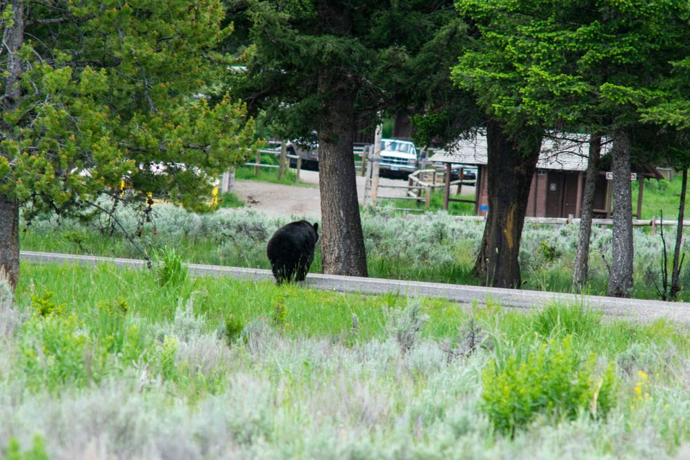 Black bison walking along a tree-lined path near parked vehicles.