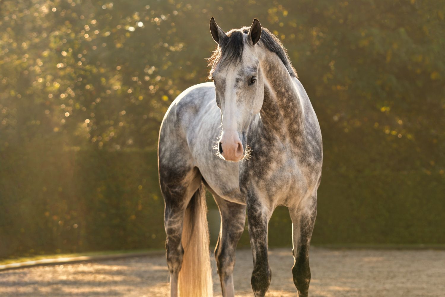 Paardenfotograaf-verkoopfoto's-paarden-en-pony's-omgeving-Den-Bosch-Nijmegen-Eindhoven