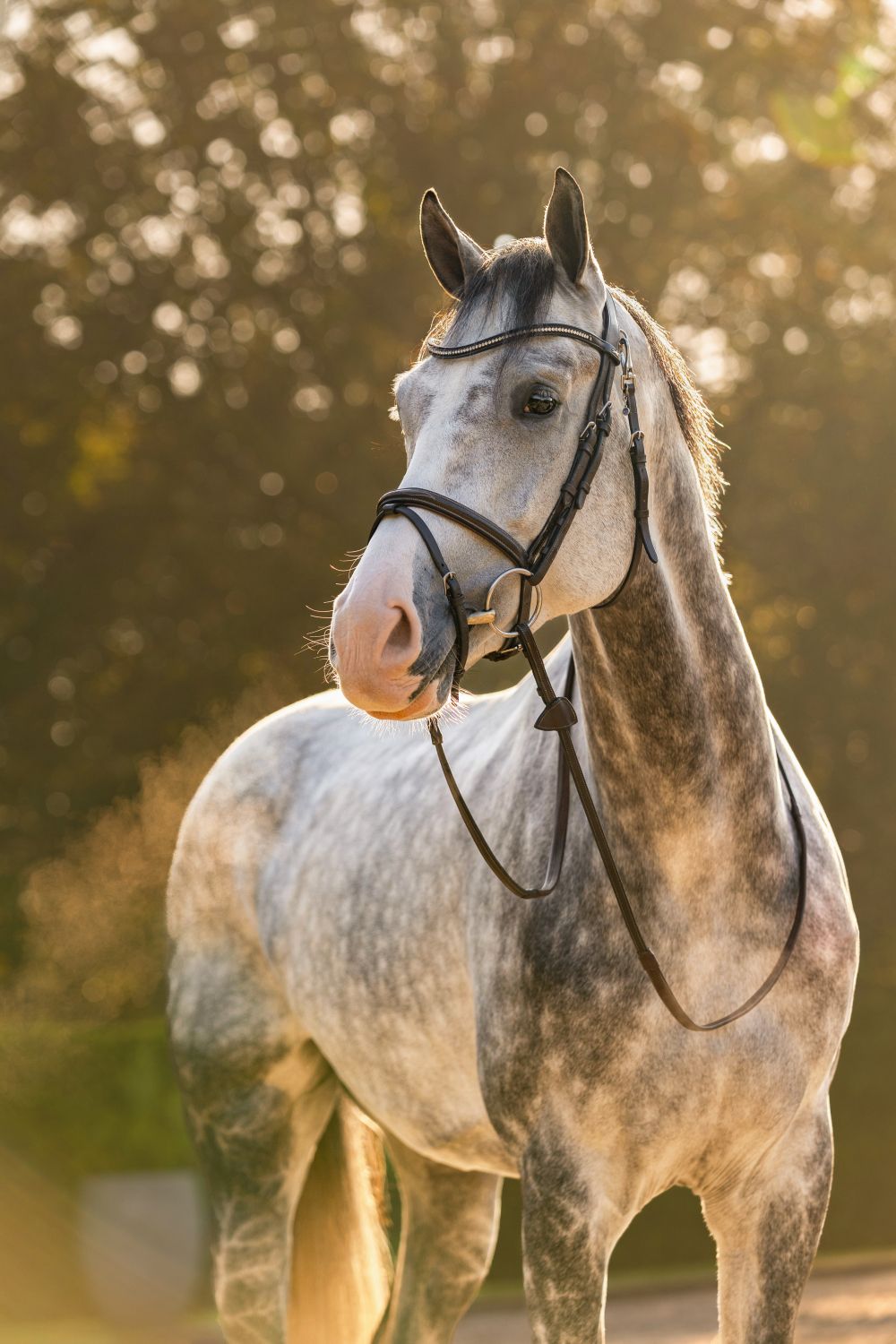 Fotoshoot-paard-in-rijbak-portret-en-onder-het-zadel-door-Special-Moments-MvL-Nistelrode-Noord-Brabant