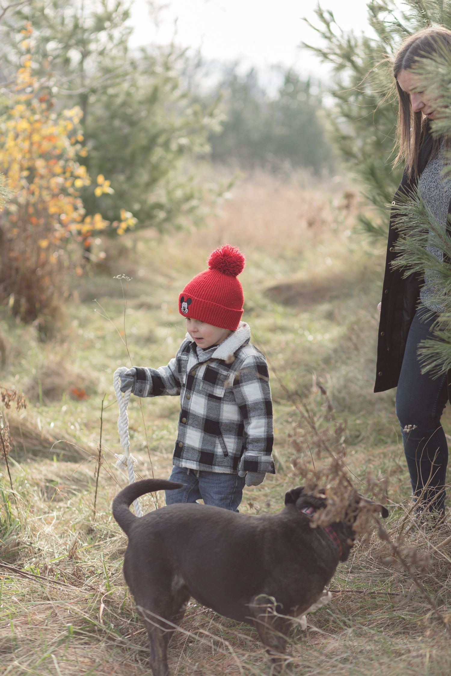 Young child in a red pom-pom beanie and plaid jacket walks a dark dog through a sunny autumn meadow beside a woman near pine trees.