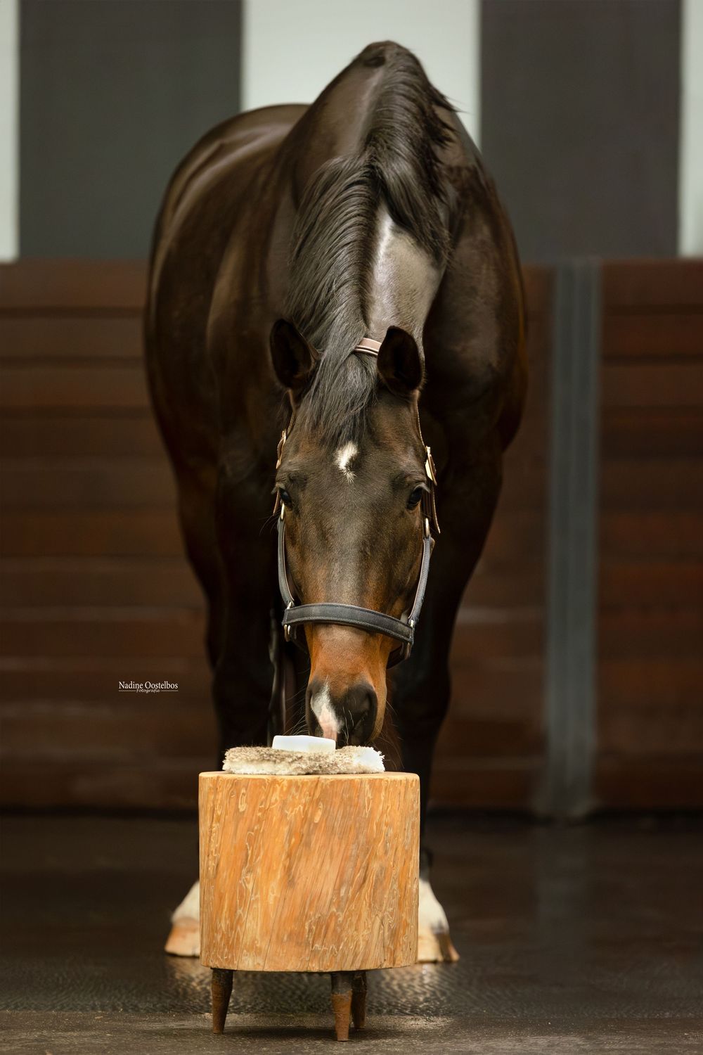 Paardenfotografie - Nadine Oostelbos Fotografie