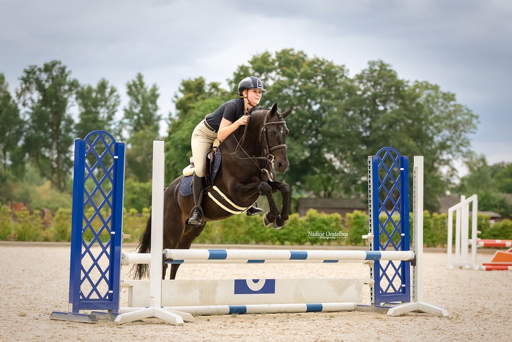 Horse and rider clearing blue and white show jumping obstacles on course.