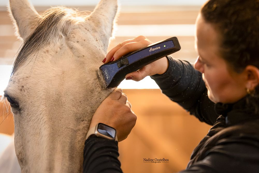 A horse receives careful attention during a professional grooming session.