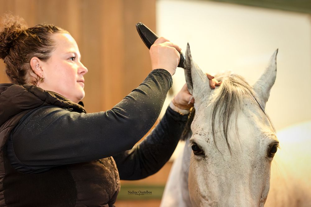 A horse undergoes detailed grooming and mane maintenance indoors.