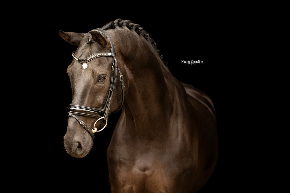 Close-up profile of dark bay horse against black background showing elegant facial features.