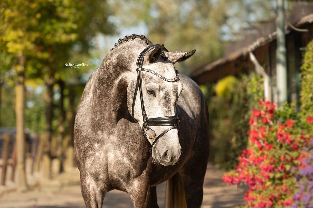 Gray dressage horse with braided mane and show tack performing in front of autumn trees and red flowers.