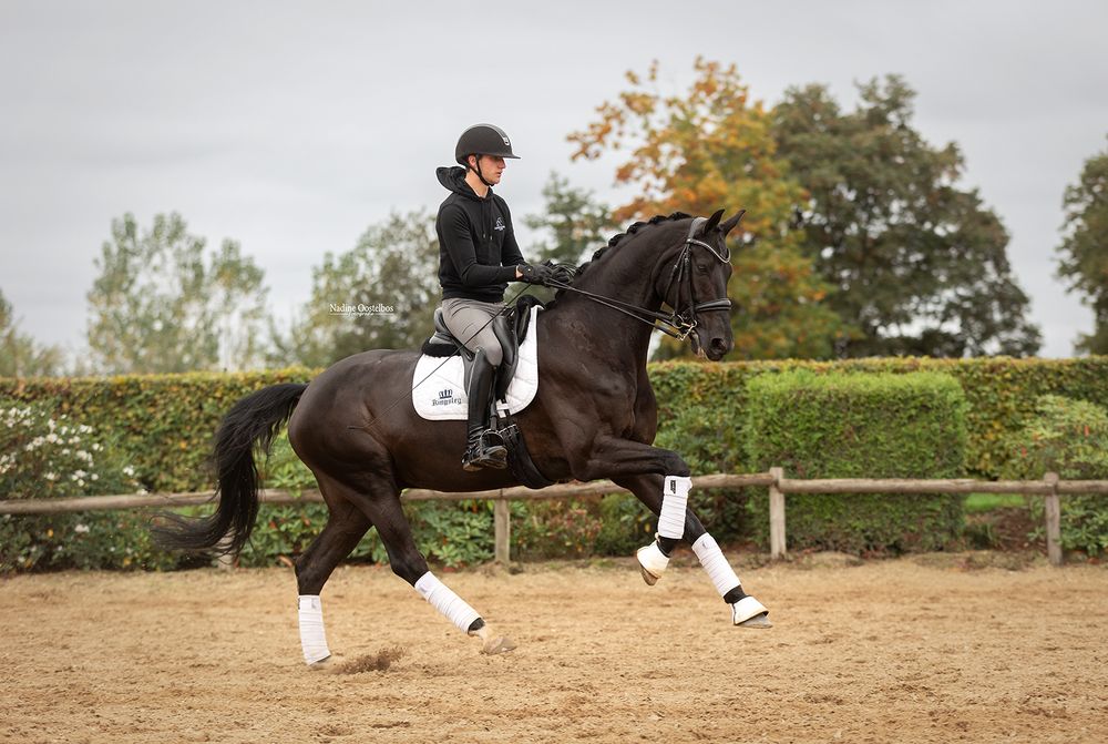 Paardenfotografie - Nadine Oostelbos Fotografie