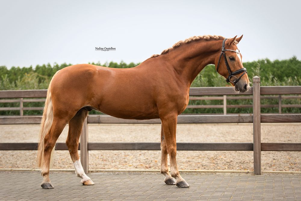 Chestnut colored horse photographed in sections against a white background showing its muscular form.