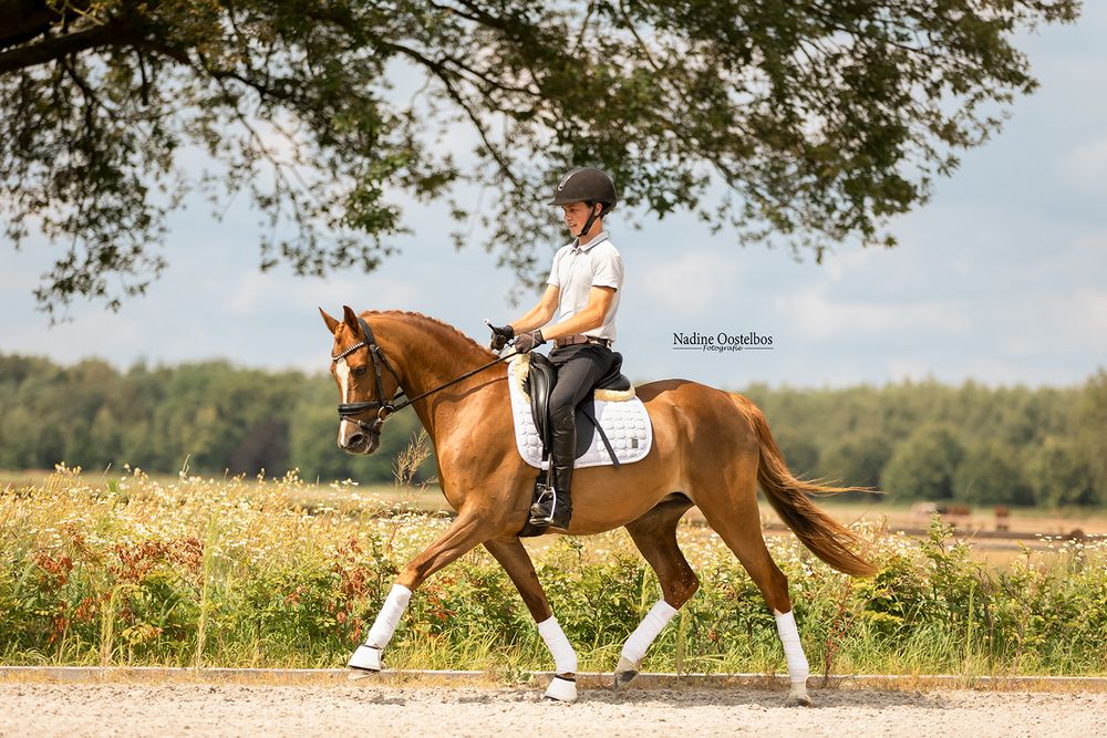 A horse trots along a dirt path bordered by trees and fields on a sunny day.