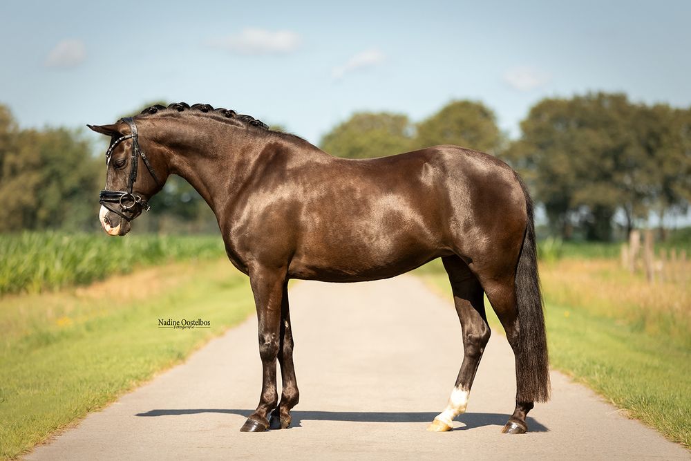 A dark horse wearing tack stands on a path in various profile views.