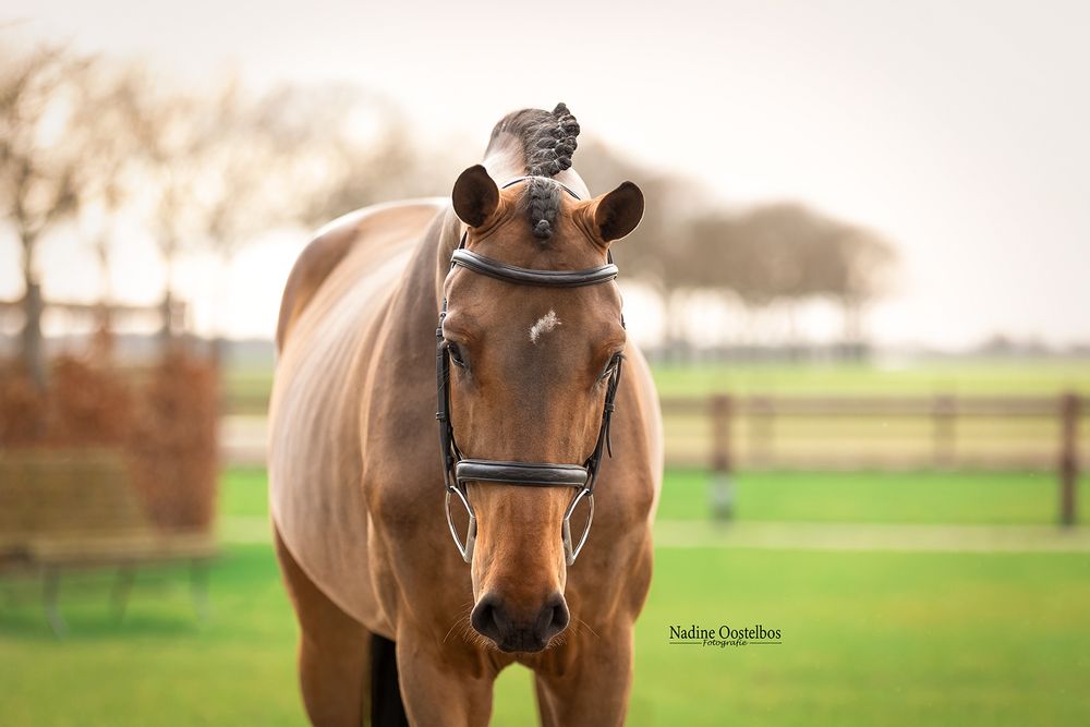A brown horse with a braided mane stands in profile against a green field background.
