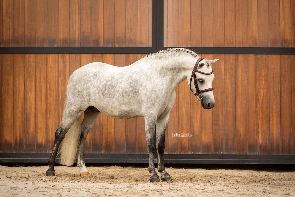 White dressage horse photographed in sequence against wooden stable wall.