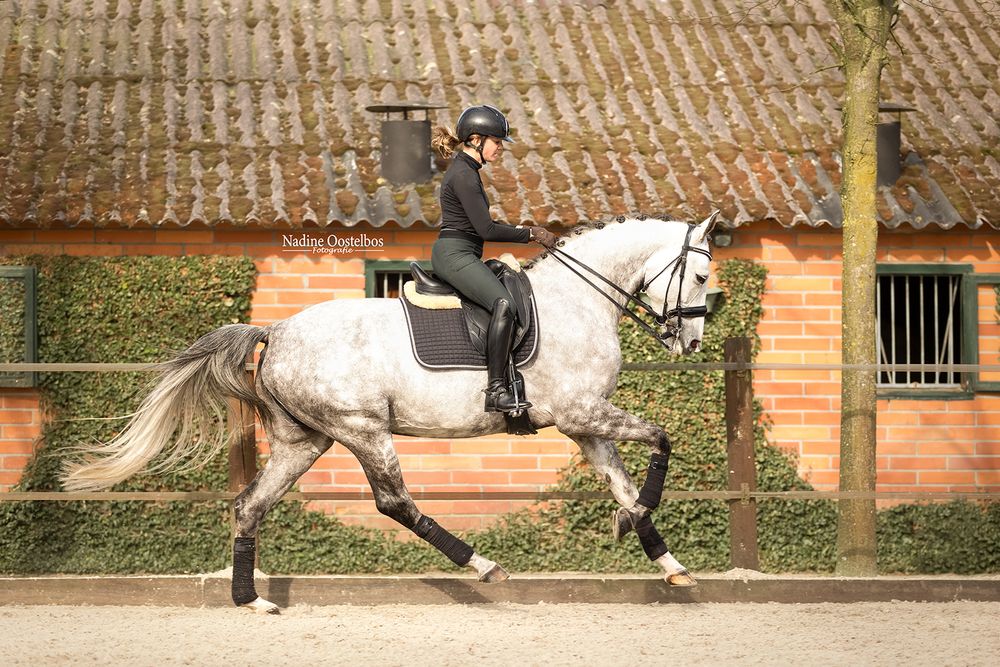 A series showing a horse and rider in motion against a brick stable backdrop.
