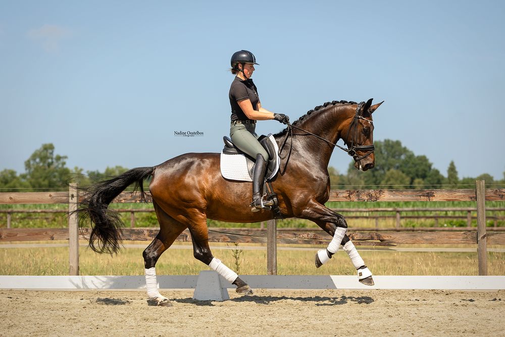 Paardenfotografie - Nadine Oostelbos Fotografie