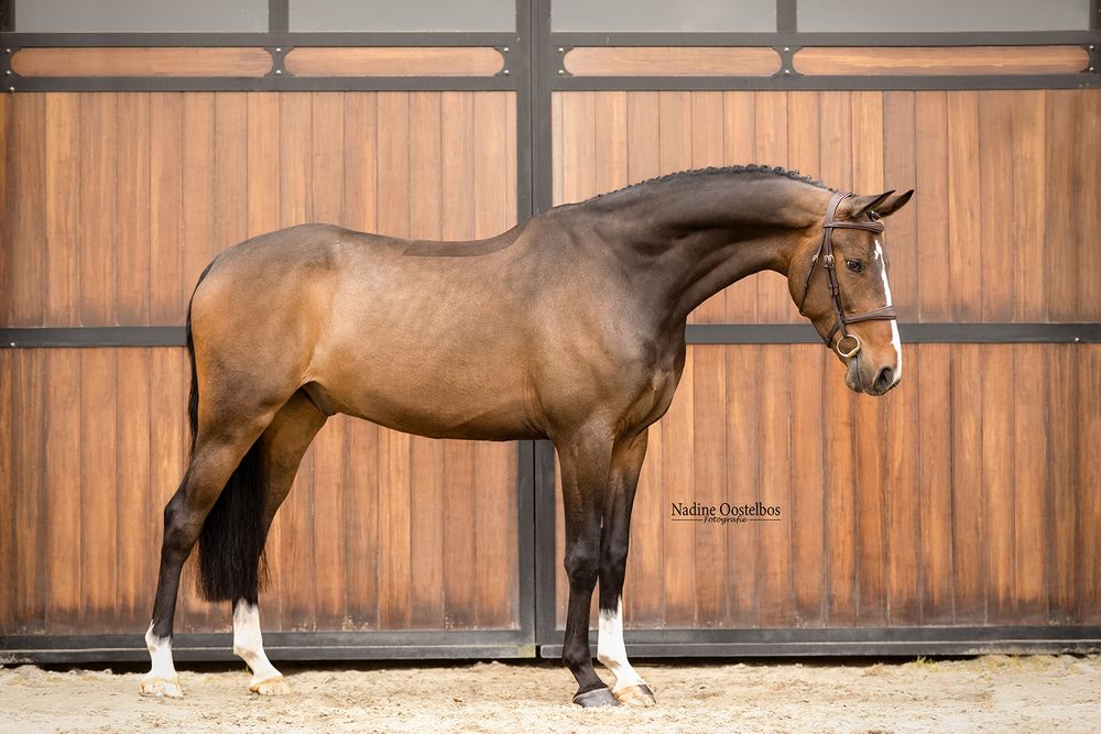 A sequence of horses standing in profile against wooden stable doors.