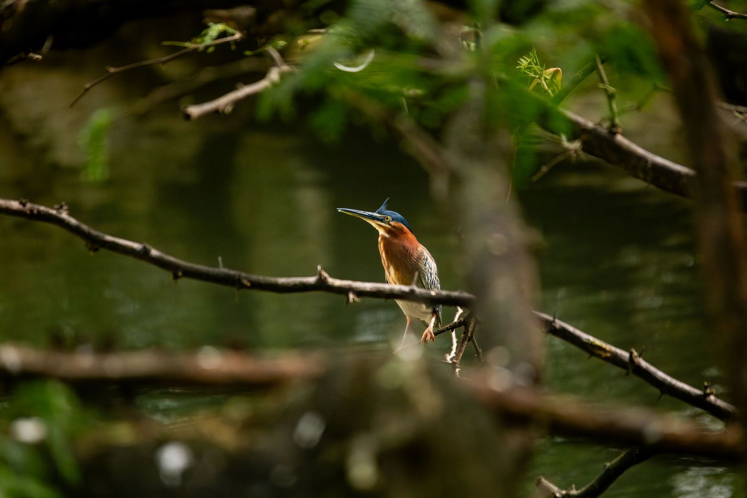 Butorides virescens at Flamingo Beach mangroove