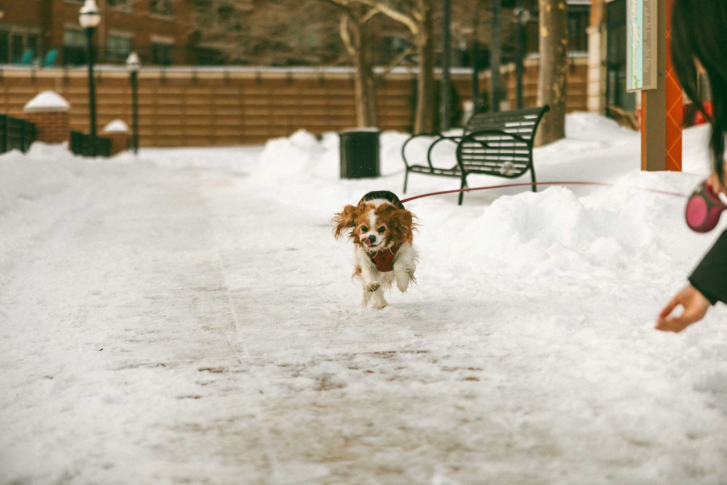 A brown and white dog runs playfully through snow-covered ground with park benches visible in the background.