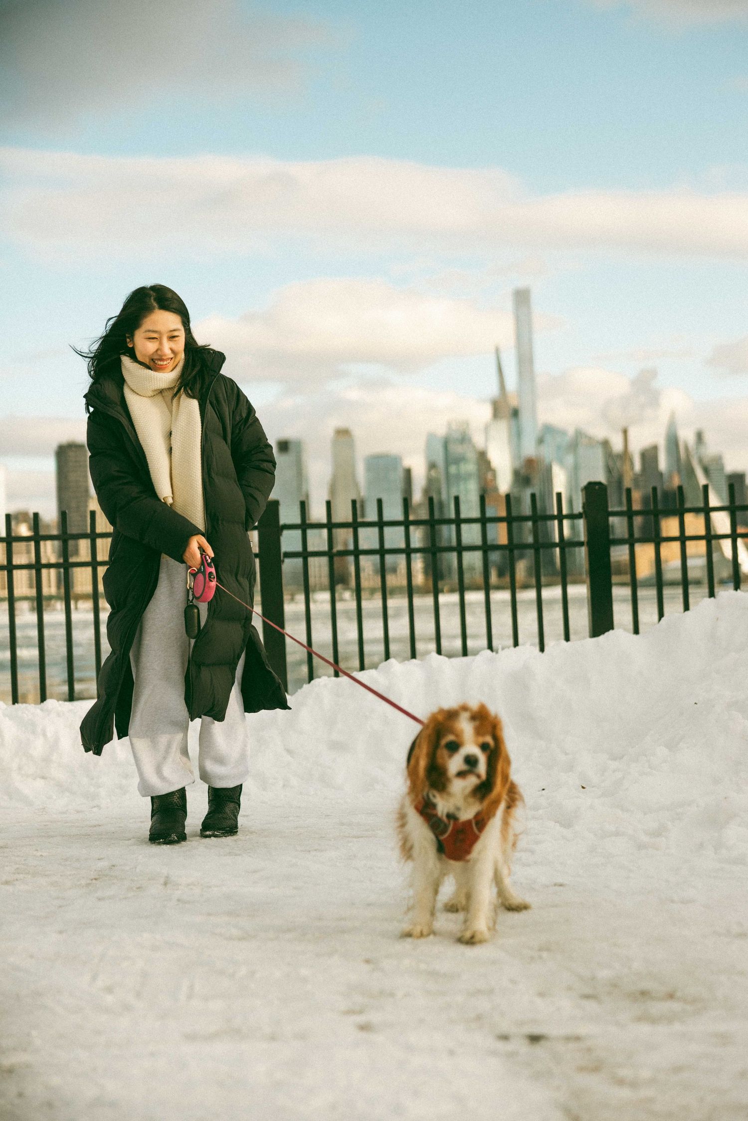 A small brown and white dog on a leash walks through snowy terrain with the city skyline visible in the background.