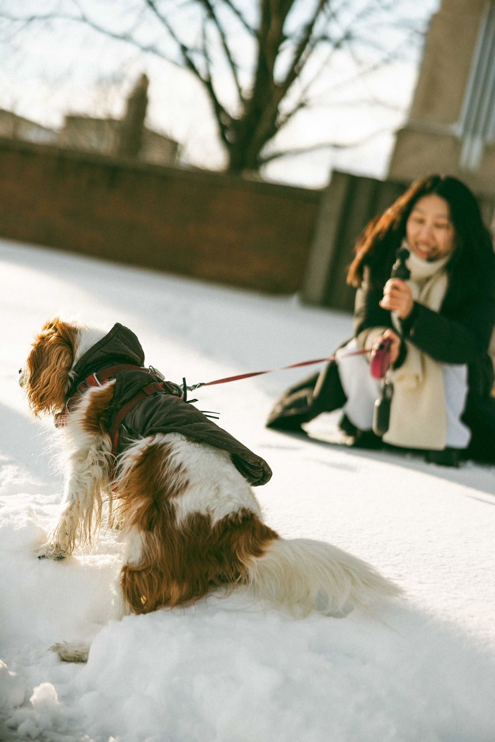 A Yorkshire Terrier dog plays in deep white snow on a winter day, creating a sequence of action shots.