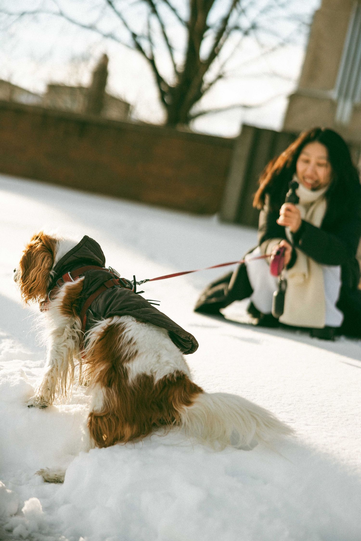 A Yorkshire Terrier dog plays in deep white snow on a winter day, creating a sequence of action shots.