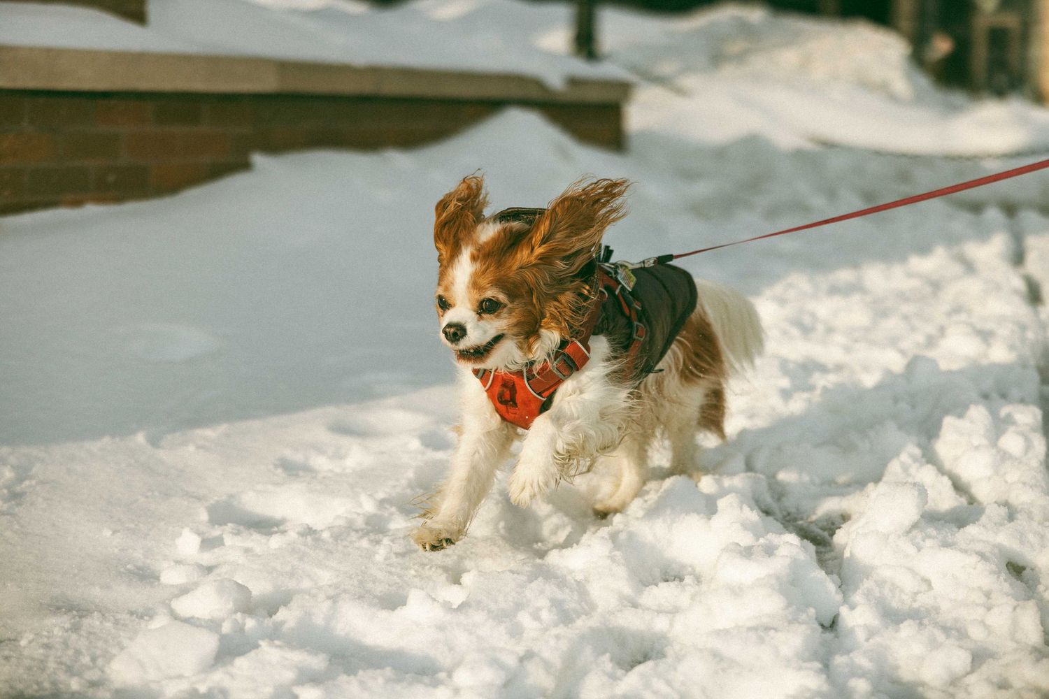 A small dog runs and plays in deep winter snow while attached to a red leash.