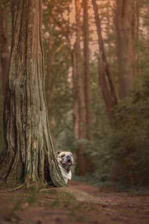 A playful bulldog peeks out from behind a large tree trunk in a misty forest.