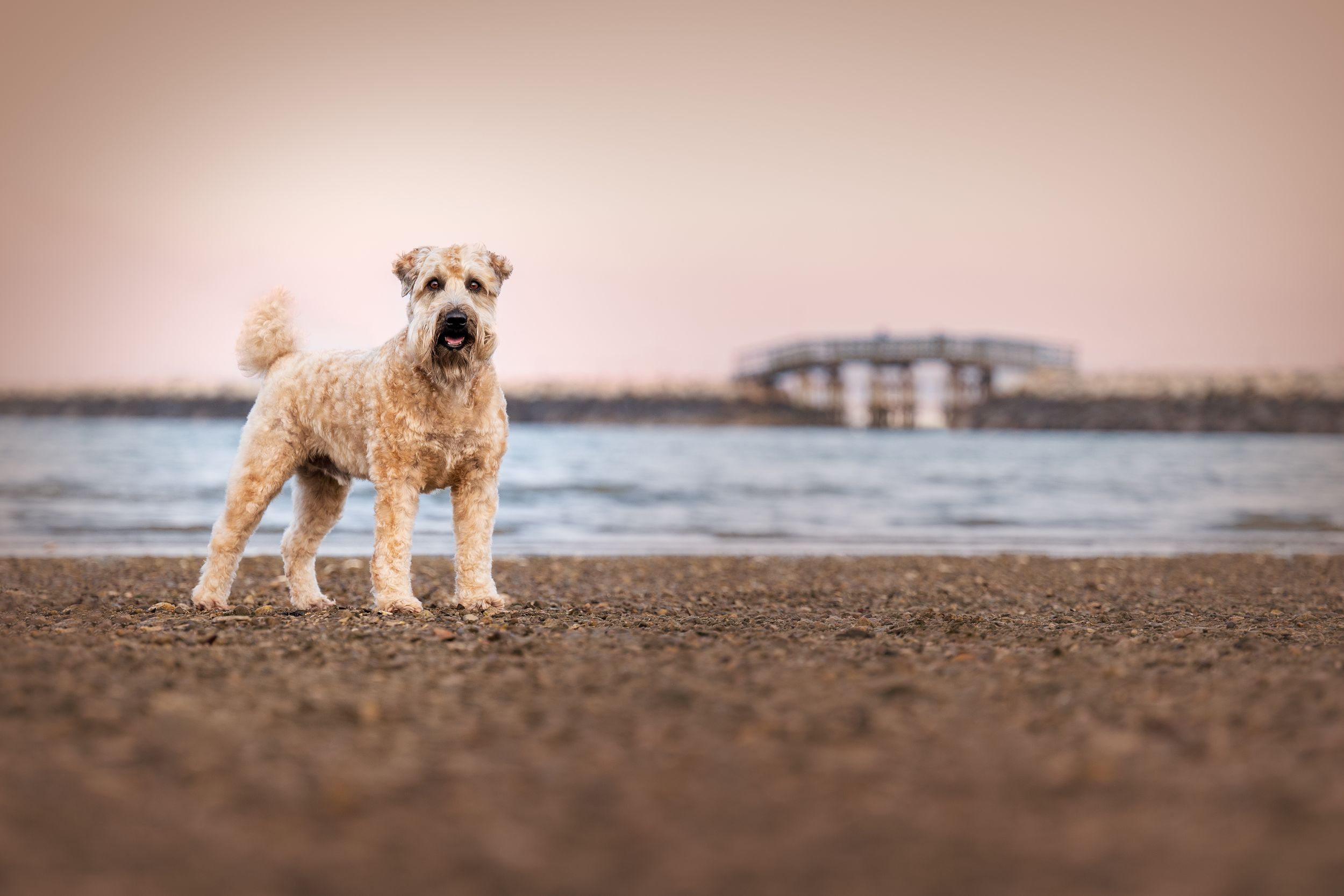 A fluffyWheaton Terrier dog stands alertly on a sandy beach with the Plymouth jetty in the blurry background.