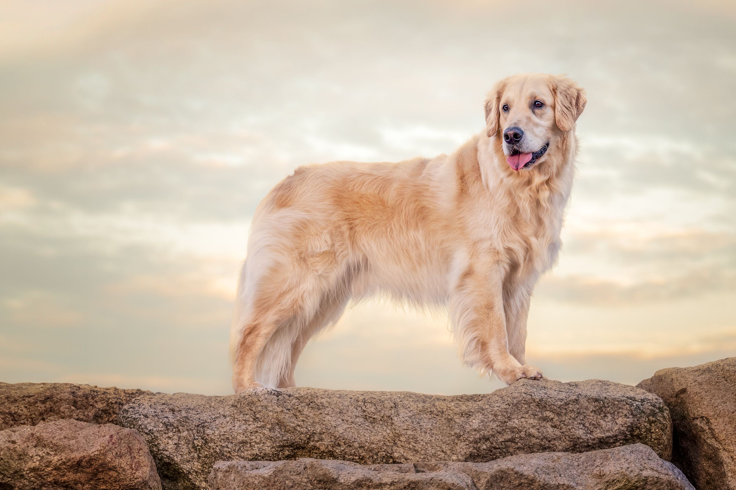 Golden retriever standing majestically on a rocky outcrop against a sunset sky.