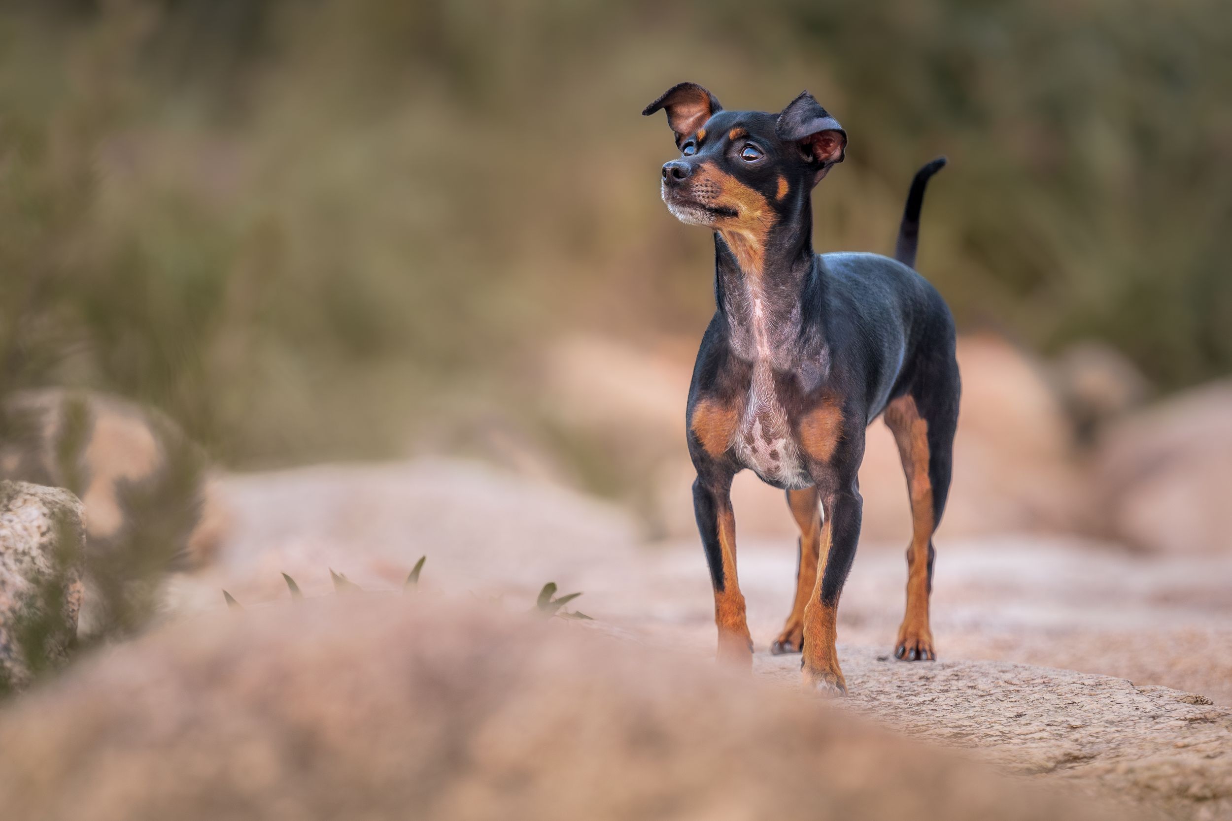 Miniature pinscher dog poses alertly on rocky terrain with blurred natural background.