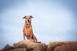 Brown mixed breed dog sits confidently on a rocky perch against blue sky.