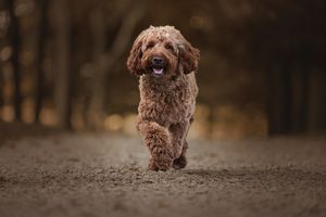 A fluffy brown doodle dog running happily on a dirt path with autumn trees in background.